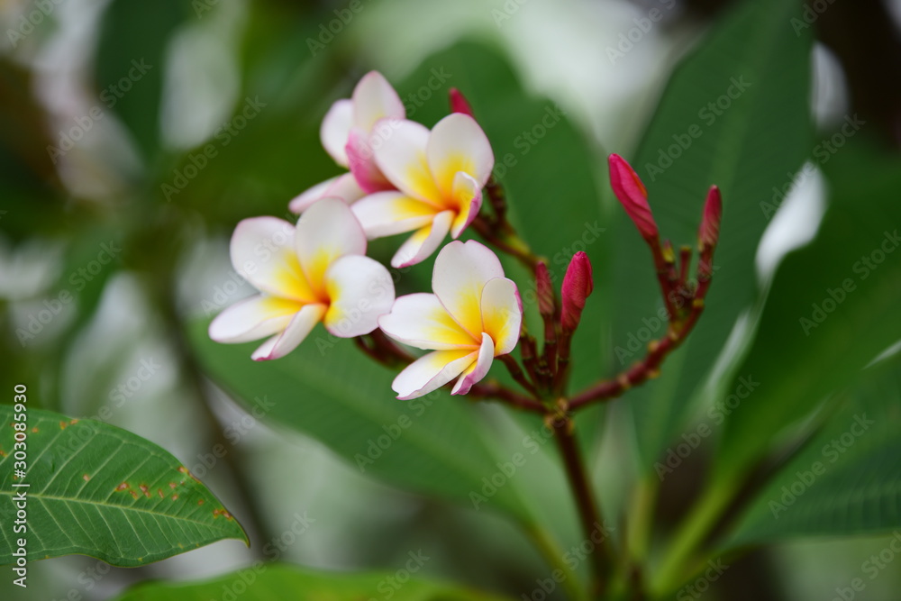 Beautiful flowers in the garden Blooming in the summer.Landscaped Formal Garden.	