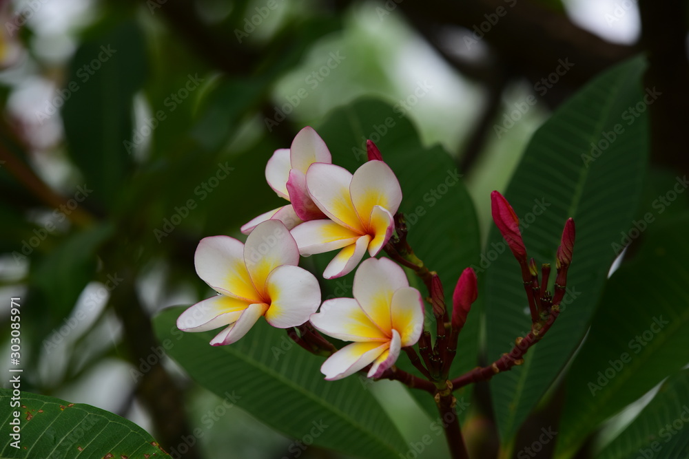 Obraz premium Colorful flowers in the garden.Plumeria flower blooming.Beautiful flowers in the garden Blooming in the summer 