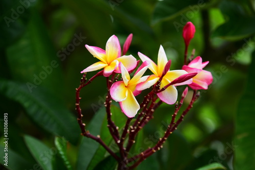Colorful flowers in the garden.Plumeria flower blooming.Beautiful flowers in the garden Blooming in the summer 