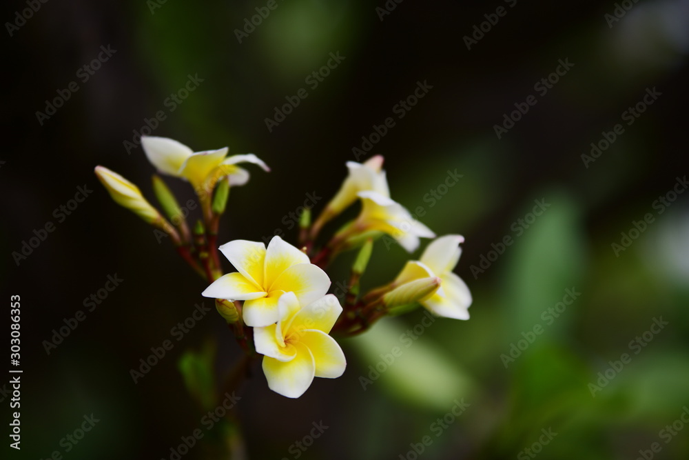 Fototapeta premium Colorful flowers in the garden.Plumeria flower blooming.Beautiful flowers in the garden Blooming in the summer 