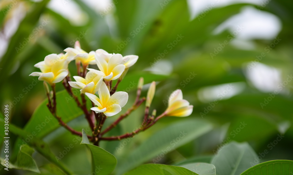 Obraz premium Colorful flowers in the garden.Plumeria flower blooming.Beautiful flowers in the garden Blooming in the summer 
