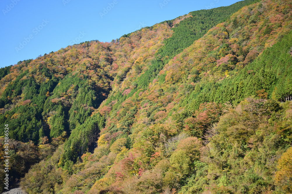 Fototapeta premium 赤水の滝 梅ヶ島