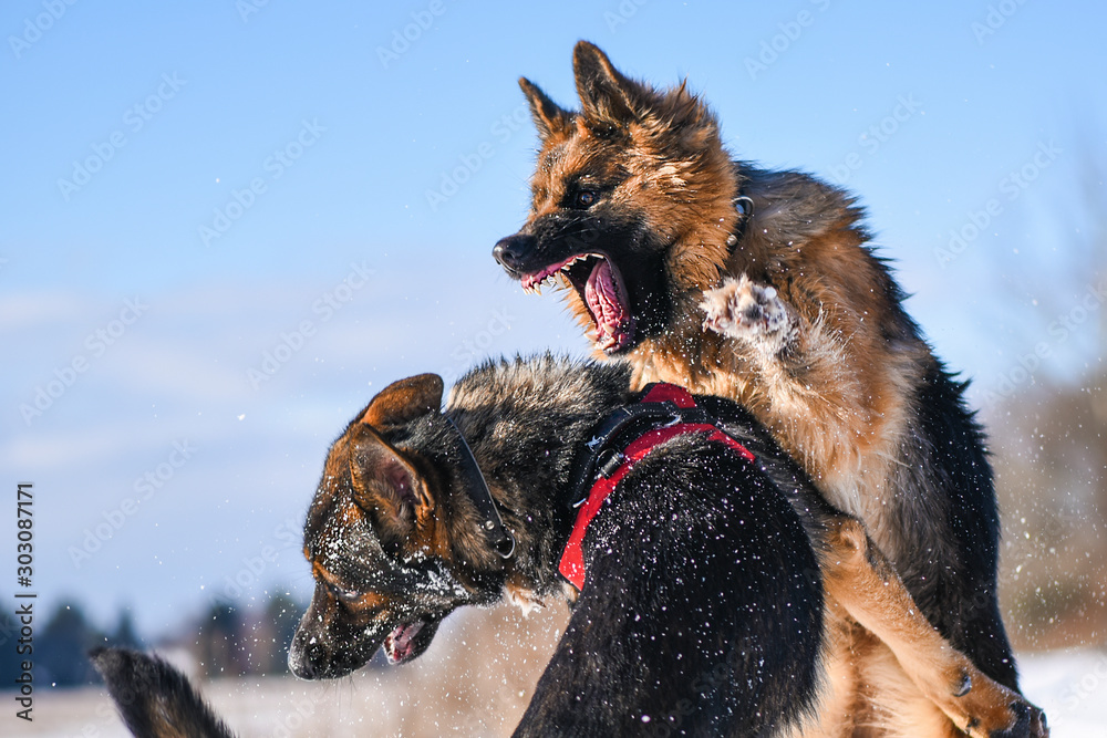 German shepherd fighting sale