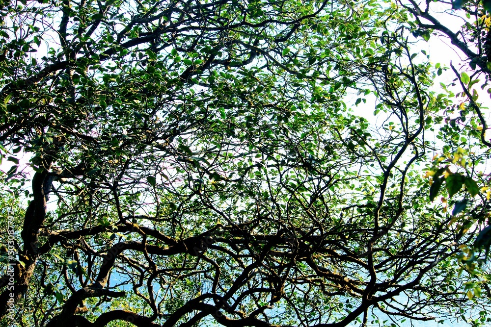 Fototapeta premium tree and sky