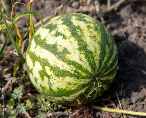 Watermelon on a plant in the garden