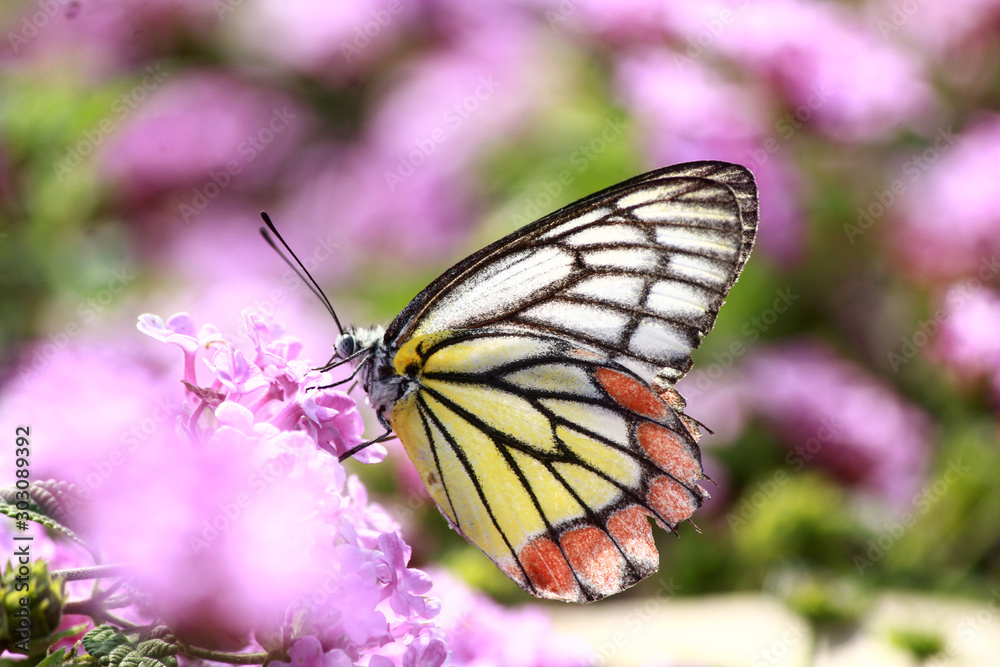 butterfly on flower