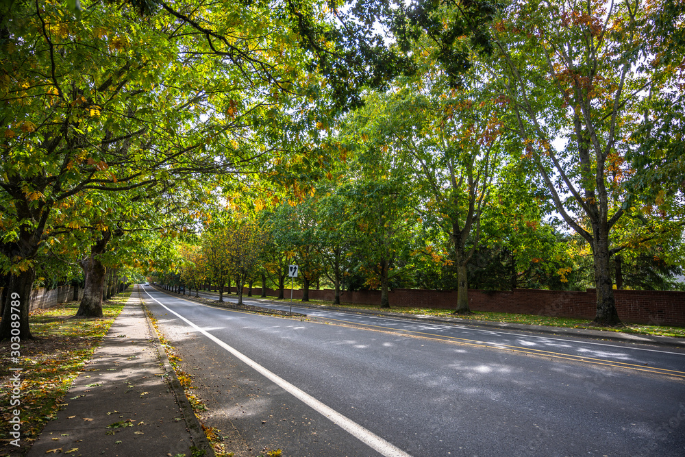 Urban road with avenue of autumn trees