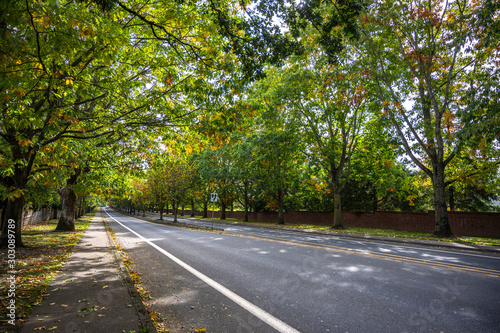 Urban road with avenue of autumn trees © vit