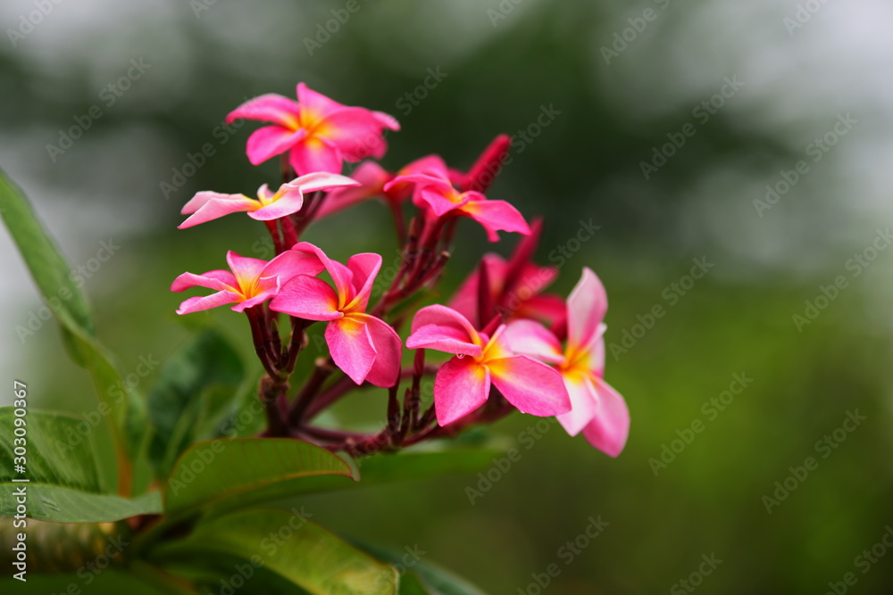 Colorful flowers in the garden.Plumeria flower blooming.Beautiful flowers in the garden Blooming in the summer Colorful flowers in the garden.Plumeria flower blooming.Beautiful flowers in the garden Blooming in the summer