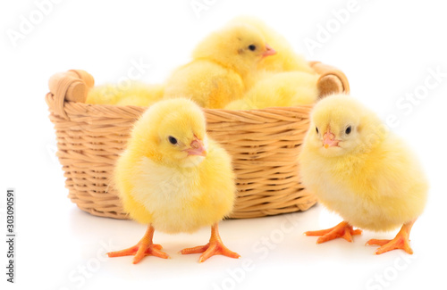 Four yellow chickens in basket.