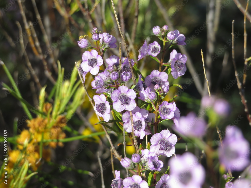 Australian Wildflower