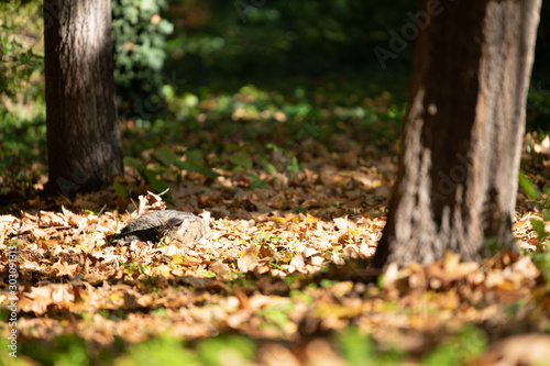 Cat in autumn