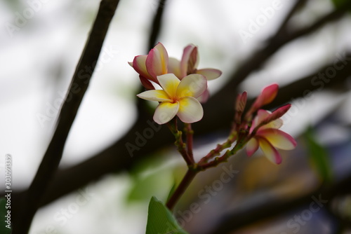 Colorful flowers in the garden.Plumeria flower blooming.Beautiful flowers in the garden Blooming in the summer