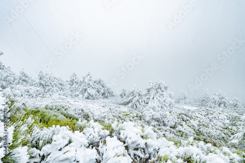 white flowers in snow