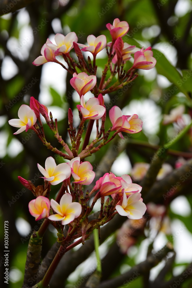 Obraz premium Colorful flowers in the garden.Plumeria flower blooming.Beautiful flowers in the garden Blooming in the summer 
