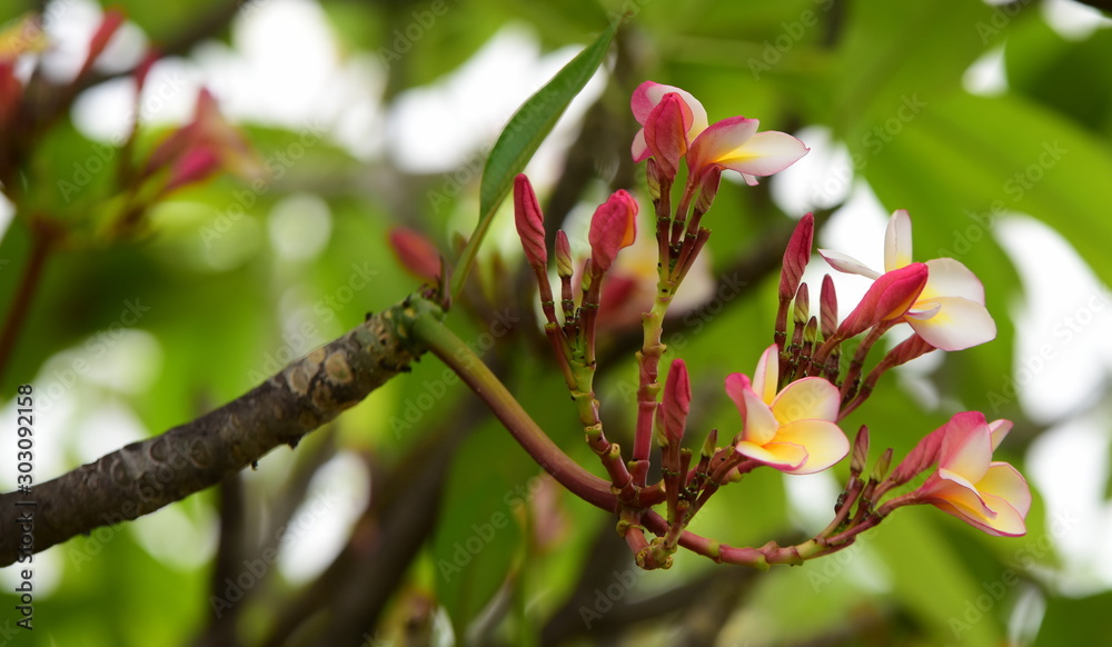 Fototapeta premium Colorful flowers in the garden.Plumeria flower blooming.Beautiful flowers in the garden Blooming in the summer 