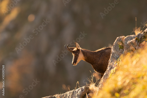 Tapety artystyczne portrait de chamois