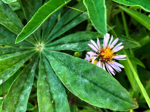 Lupine leafs and little pink flower, background photo