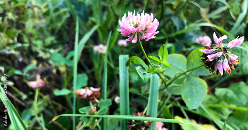 Macro photo nature flower red clover. Background texture of round fluffy blooming clover flower. The image of a plant blooming flower red clover on the field photo
