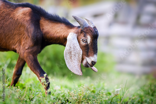 Anglo Nubian goat eating grass on beautiful meadow in summer time. Head detail or close up.