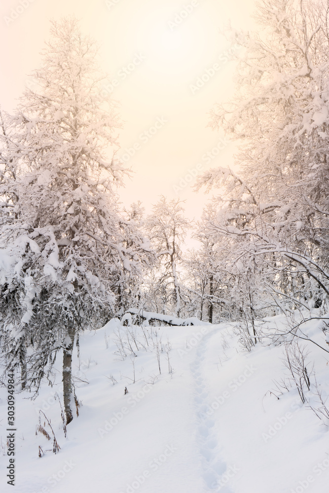 Obraz premium Pathway in winter landscape between snow covered birch trees in Lapland. Foot prints in fresh snow. Crooked branches with snow on. Pale winter sun light, bright white colors. Tromso, Norway.