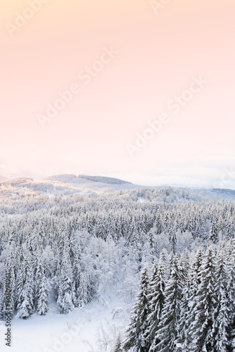Landscape with pine forest. Winter sunlight shining on spruce trees with snow in Norwegian Lapland. 