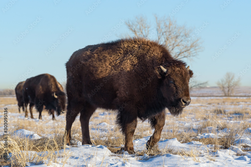 American Bison on the High Plains of Colorado American Bison on the High Plains of Colorado