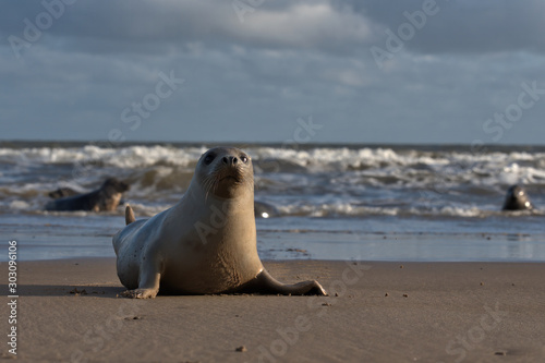 Common/Harbor seal on the beach with waves in the background