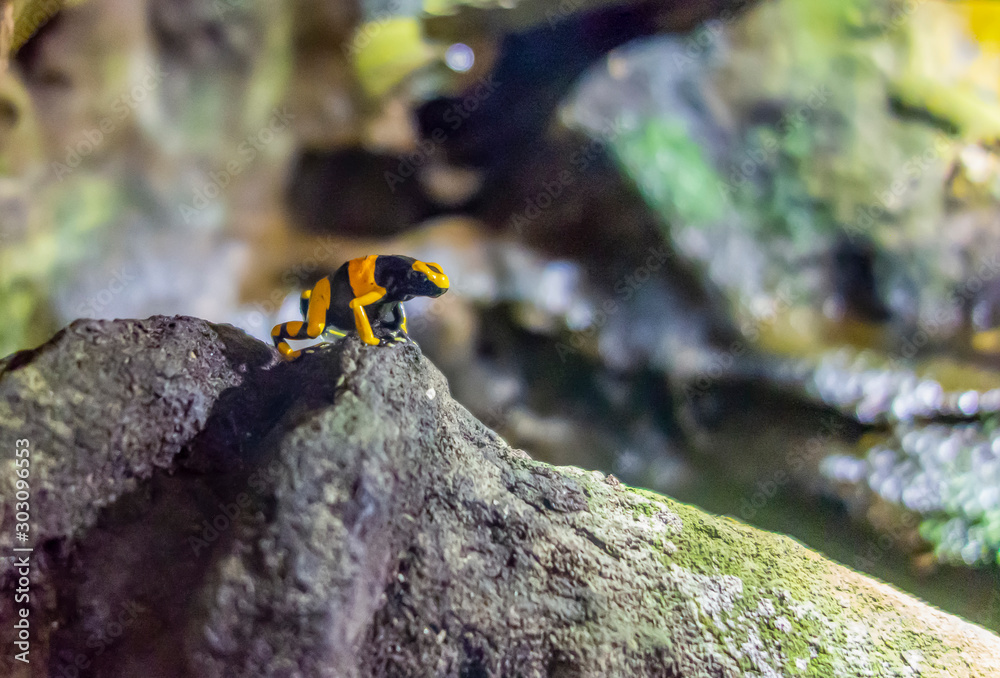 Obraz premium Yellow-banded poison dart frog