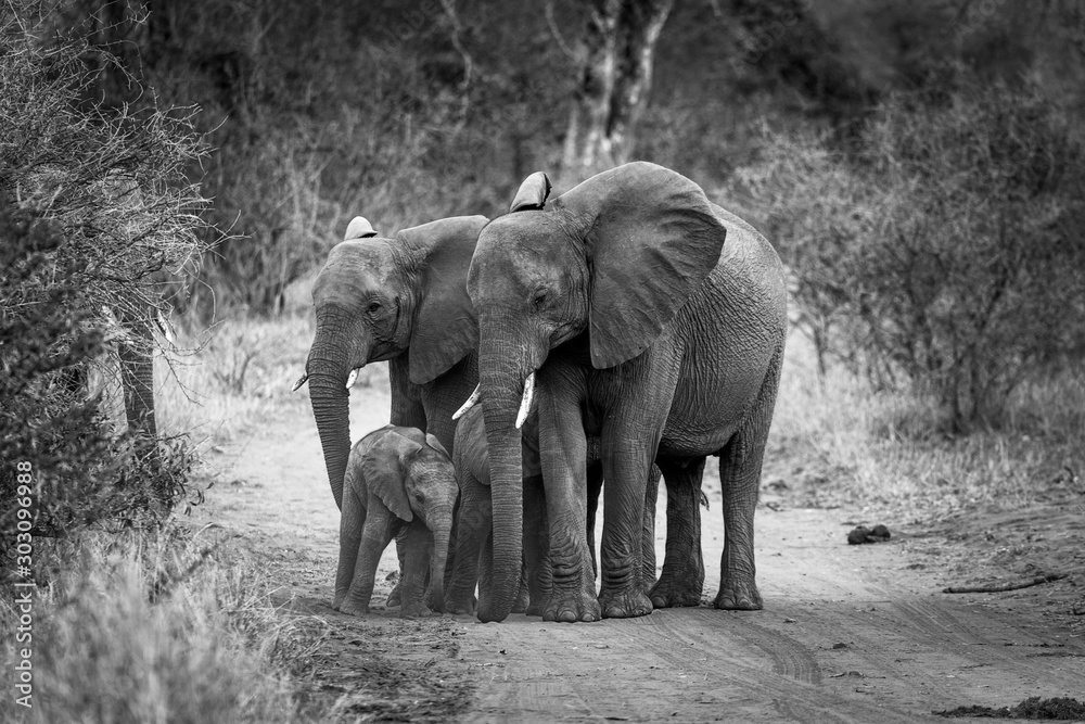Fototapeta premium African Elephants in the kruger national park 