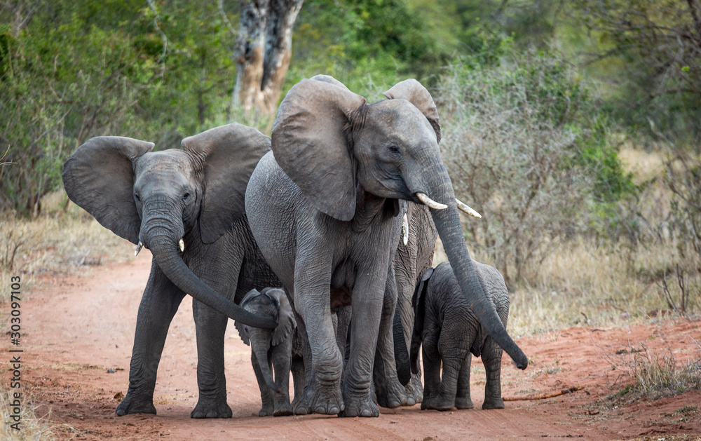 African Elephants in the kruger national park 