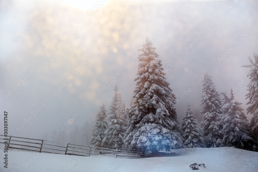 Obraz premium Beautiful winter landscape with snow covered trees in fog
