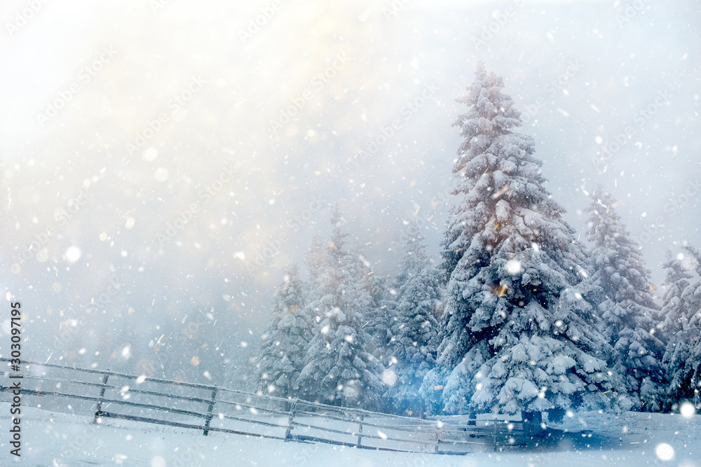 Fototapeta premium Beautiful winter landscape with snow covered trees in fog