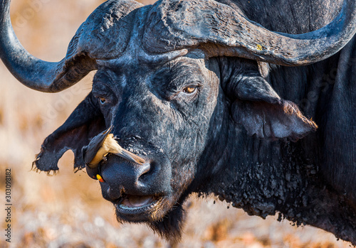 Photography African Buffalo with Oxpeckers in the Kruger National Park