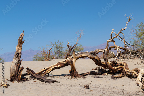 Dead trees and roots on the sand at Mesquite flat in Death Valley National Park in California, USA