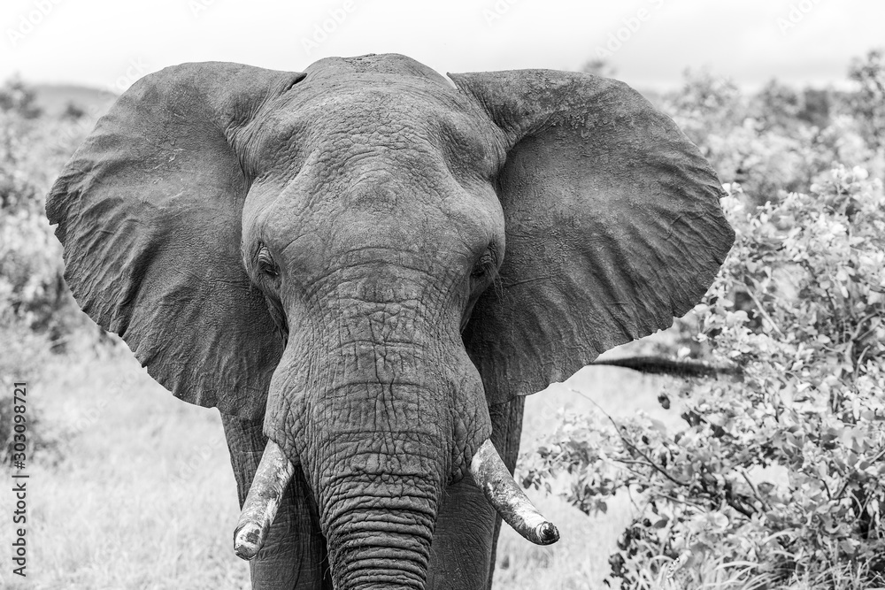 Elephant bull in the Kruger National Park 
