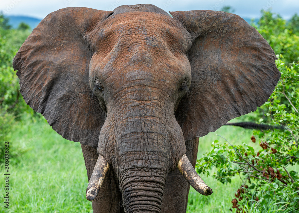 Elephant bull in the Kruger National Park 