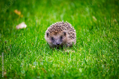 Hedgehog UK 