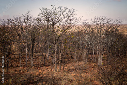 Landscapes of the Kruger National Park South Africa 