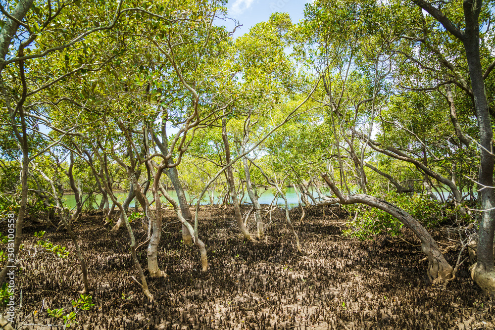 Obraz premium Mangrove trees and roots with tidal waters in the background at Boondall Wetlands Brisbane Queensland Australia