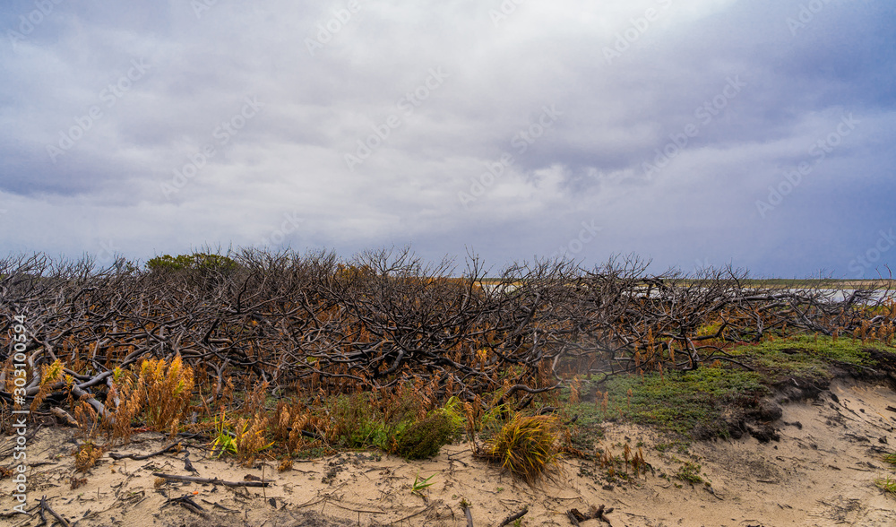 Fototapeta premium forest after fire. Scorched ground, texture background.