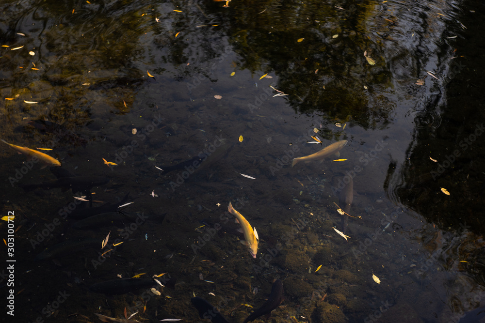 trout fish in monastery pond trout fish in monastery pond