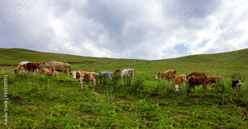 Caws in the Caucasus Mountains, Chechnya, Russia