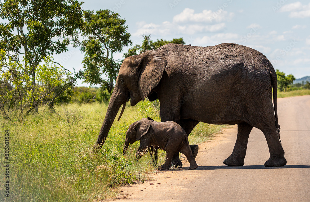 Fototapeta premium Elephants in the Kruger National Park South Africa 