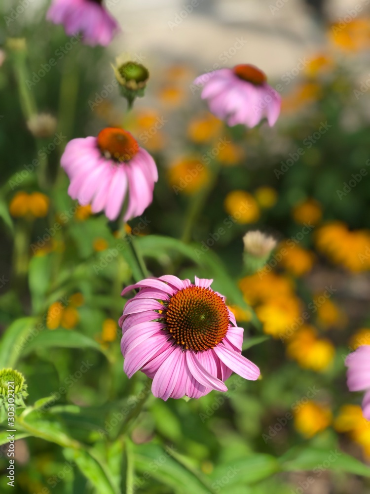 Obraz premium flowers in the garden