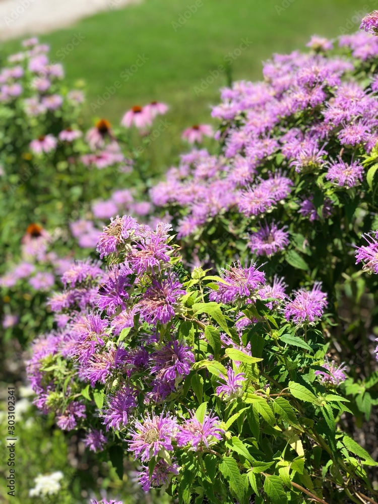 Obraz premium flowers in the garden