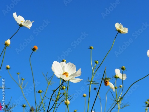 秋晴れの空に映える白いコスモスの花