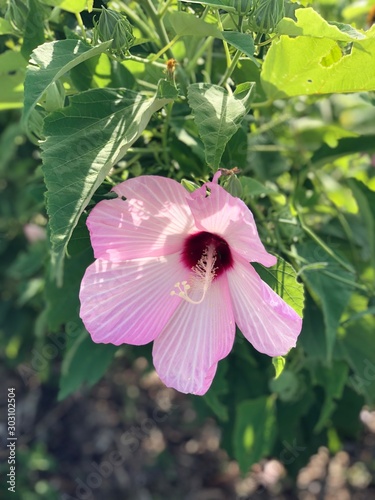 purple flower in garden