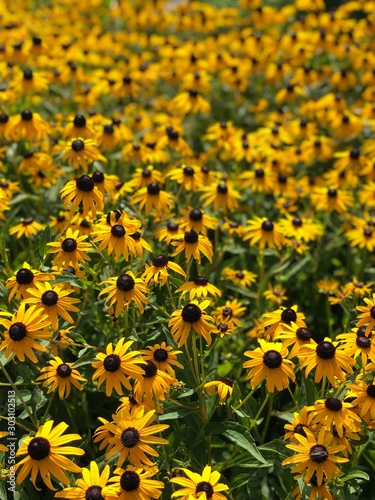 field of sunflowers