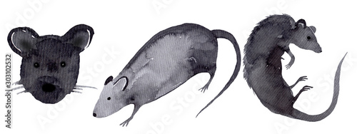 rat on white background - collection tail  white  wild